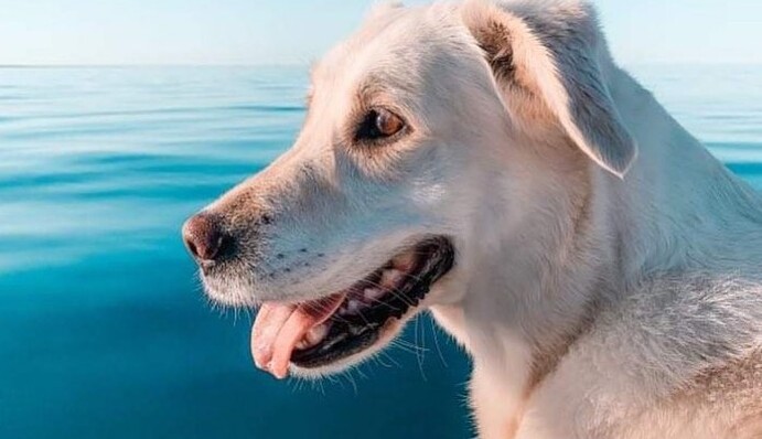 Лабрадор поцеловал китовую акулу, и эта милая сцена попала на видео