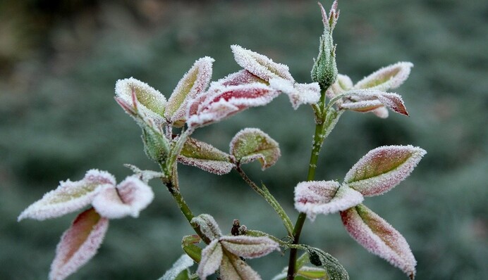 Ударят морозы: в Украину идет резкое похолодание, карта погоды