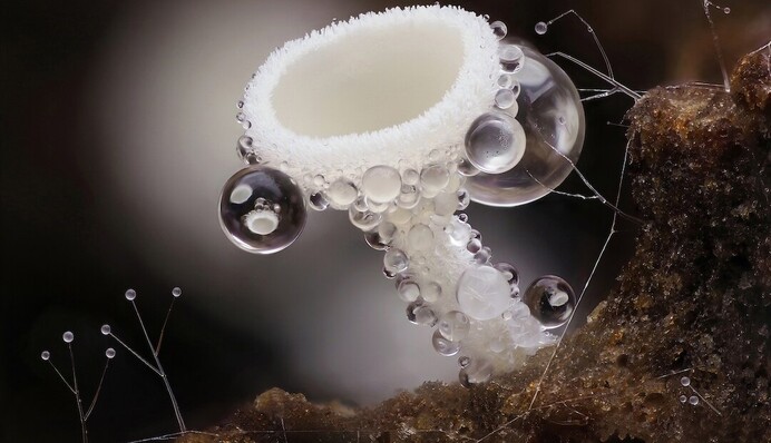 На конкурсі макрозйомки назвали переможців 2021 року, і ці великі плани як окремий світ