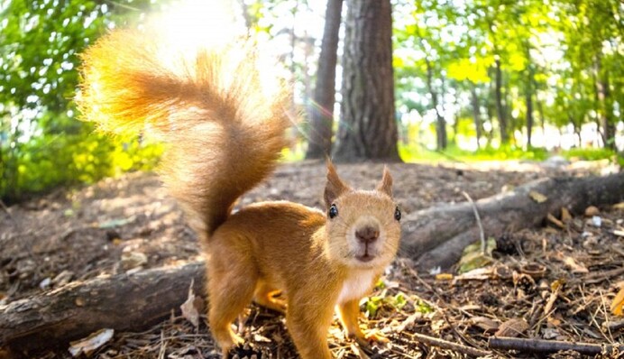 Плюс бризкалка, мінус дерева: як знайти баланс людини та природи у Голосіївському парку