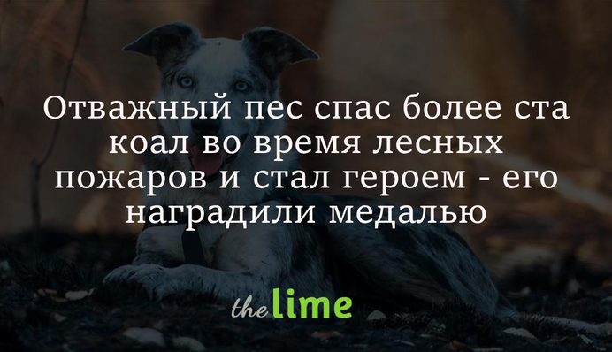 Отважный пес спас более ста коал во время лесных пожаров и стал героем - спасателя наградили медалью