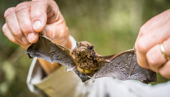 Крошечная летучая мышь получила звание 