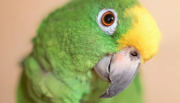 В Бразилии любопытный попугай устроил игру в гляделки с камерой дорожного движения: видео