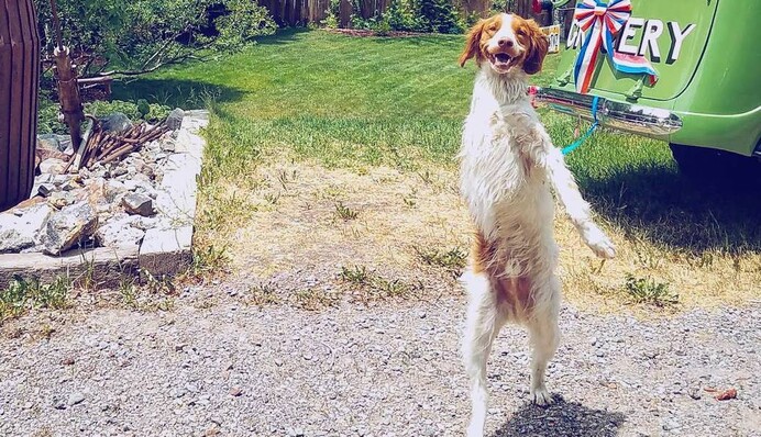 Пес потерял одну лапу и теперь ходит как человек - только взгляните на это жизнерадостное животное