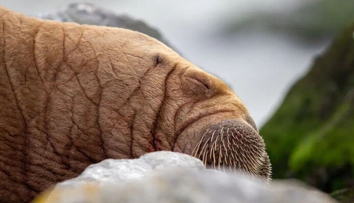 Уставший морж вздремнул на подводной лодке типа 