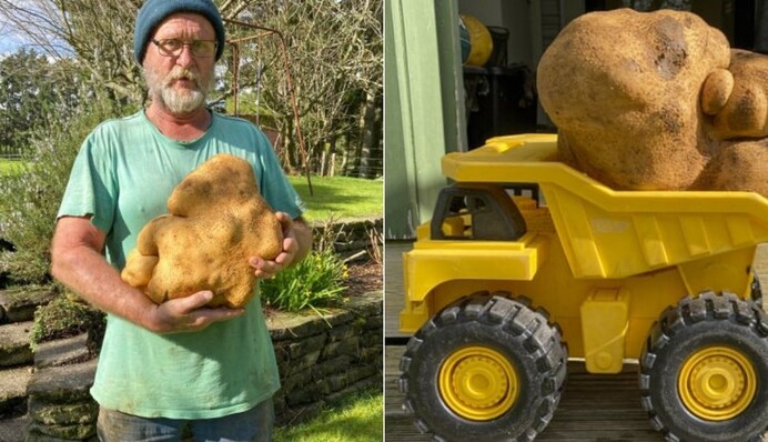 Пара викопала в саду гігантську картоплю, і вона може встановити світовий рекорд: фото