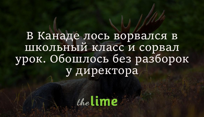 У Канаді лось увірвався до шкільного класу та зірвав урок. Обійшлося без виклику до директора