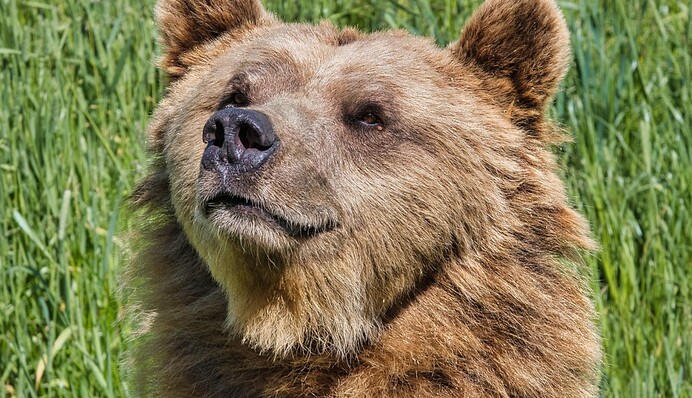 Американець повернувся додому і побачив на кухні ведмедя - непроханий гість нахабно поїдав крильця з KFC
