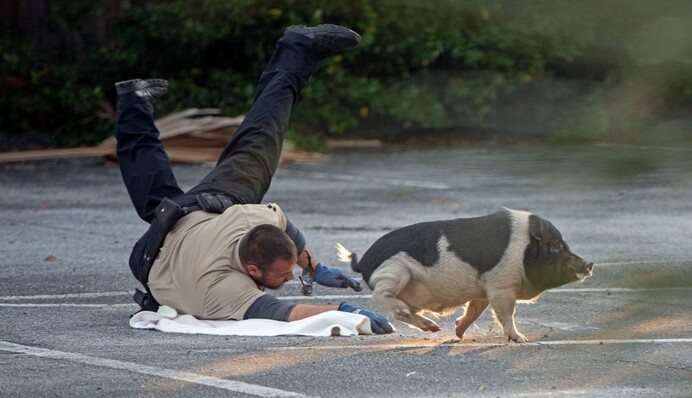 Поліцейські влаштували гонитву за свинею, яка не хотіла повертатися додому - фото вийшли епічними