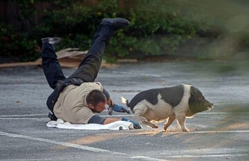 Поліцейські влаштували гонитву за свинею, яка не хотіла повертатися додому - фото вийшли епічними