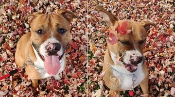 Дівчина влаштувала своєму собаці осінню фотосесію з листям, але таких смішних кадрів не чекала навіть вона