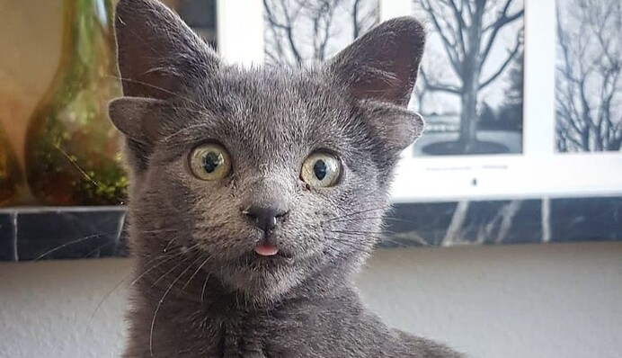 Кошеня з чотирма вухами стало зіркою в мережі і знайшло господарів - важко повірити, що це не фотошоп