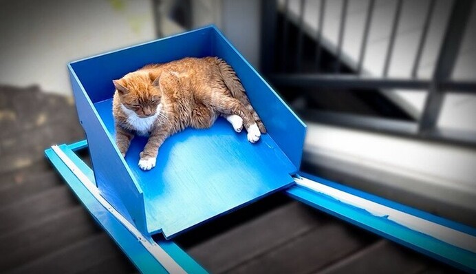 Хлопець змайстрував своєму старенькому коту ліфт, і тепер пухнастик знову може виходити гуляти