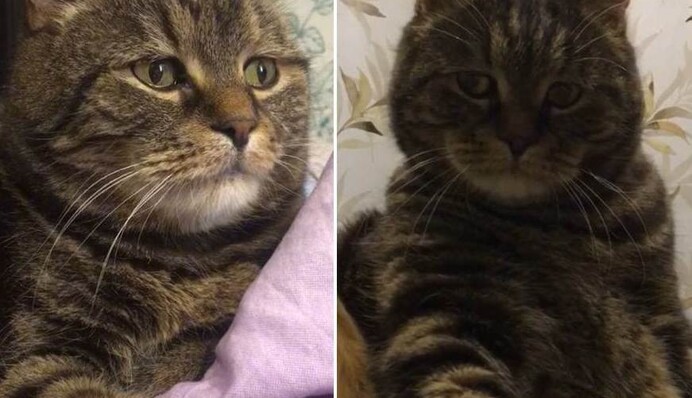 Грустный кот Миша стал звездой TikTok - а все потому, что все мы иногда немного Миша