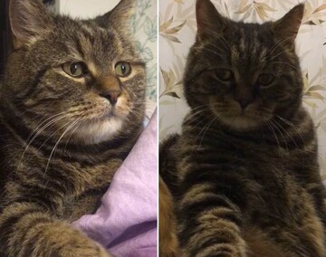 Сумний кіт Мишко став зіркою TikTok - а все тому, що всі ми іноді трохи Мишко