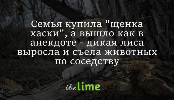 Семья купила 