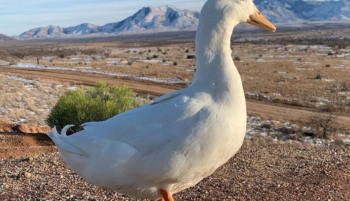 Утка пробежала Нью-Йоркский марафон и стала звездой соцсетей - только посмотрите на эту пернатую бегунью