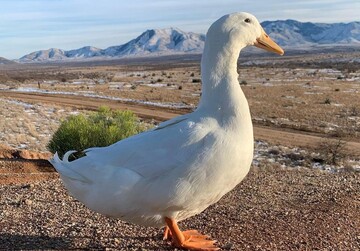 Утка пробежала Нью-Йоркский марафон и стала звездой соцсетей - только посмотрите на эту пернатую бегунью