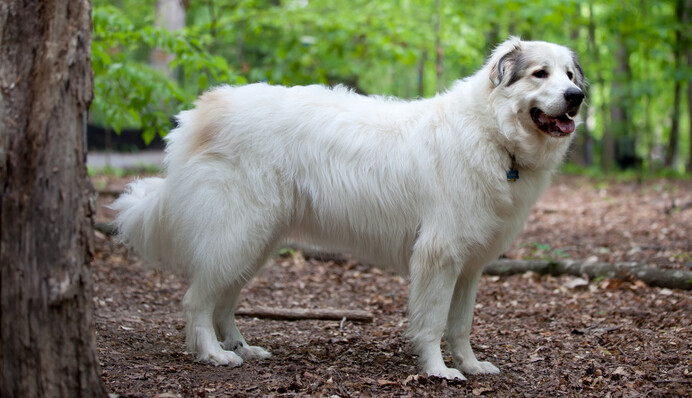 Девушка подобрала на дороге огромного пушистого пса - он такой большой, что еле влез в машину