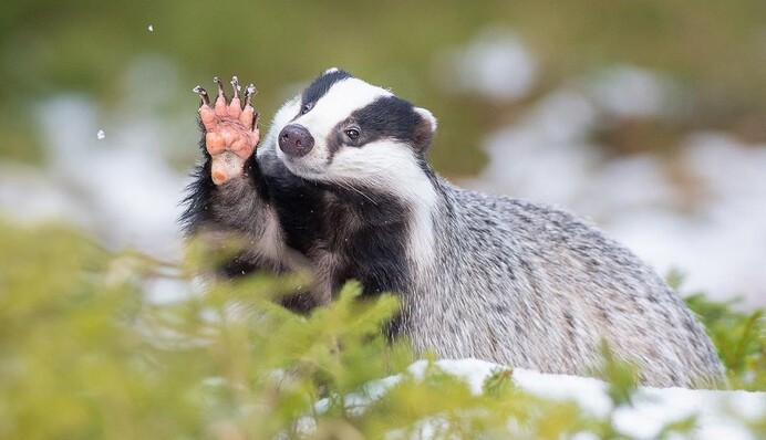 Фотограф підбирається максимально близько до диких тварин, щоб зробити унікальні кадри. І вони того варті