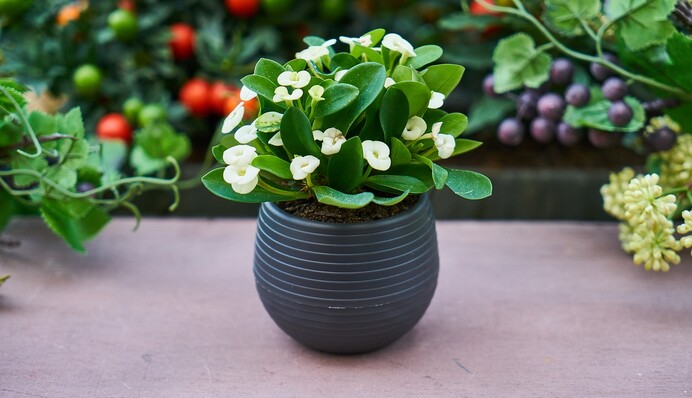 6 помилок у догляді за квітами: що вбиває кімнатну рослину