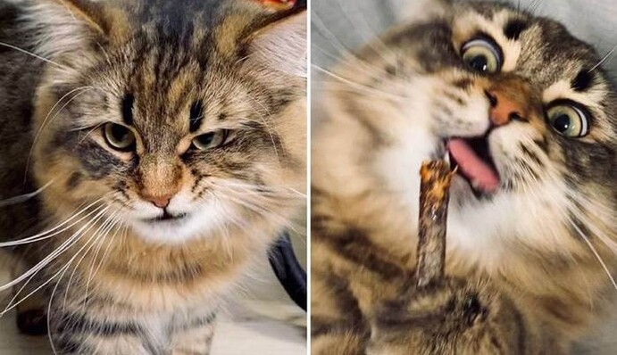 Эмоциональный кот покорил людей своими смешными выражениями мордочки: фото