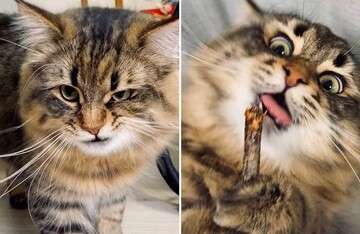 Эмоциональный кот покорил людей своими смешными выражениями мордочки: фото
