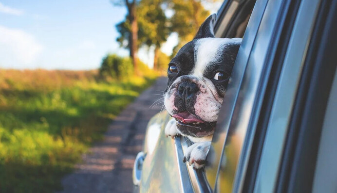 Пес угнал гольф-кар и устроил аварию - вычислить хулигана помогла камера видеонаблюдения