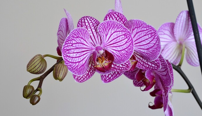 5 популярних помилок, через які гине орхідея: як доглядати за рослиною