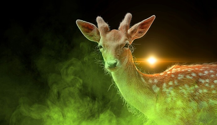 Оленя сбила машина и он сам прибежал в больницу. Но эта история с печальным концом