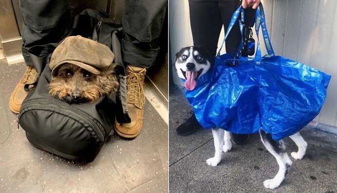 Ищете повод для улыбки? В Instagram собрали уморительные фото собак, которых хозяева носят в сумках