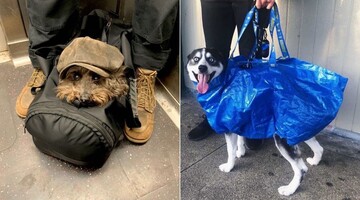 Ищете повод для улыбки? В Instagram собрали уморительные фото собак, которых хозяева носят в сумках