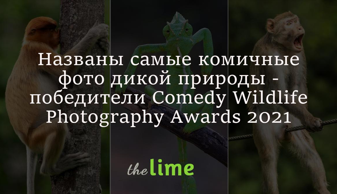 На конкурсі Comedy Wildlife Photography Awards 2021 назвали найкумедніші фото дикої природи