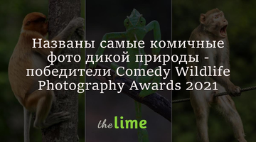 На конкурсі Comedy Wildlife Photography Awards 2021 назвали найкумедніші фото дикої природи