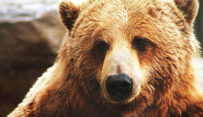 Медведь в магазине использовал санитайзер для рук, но аккуратному клиенту все равно не рады: видео