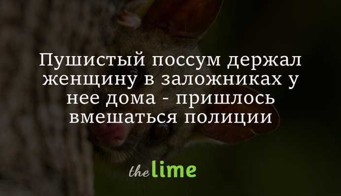 Пушистый поссум держал женщину  в заложниках  у нее дома - пришлось вмешаться полиции