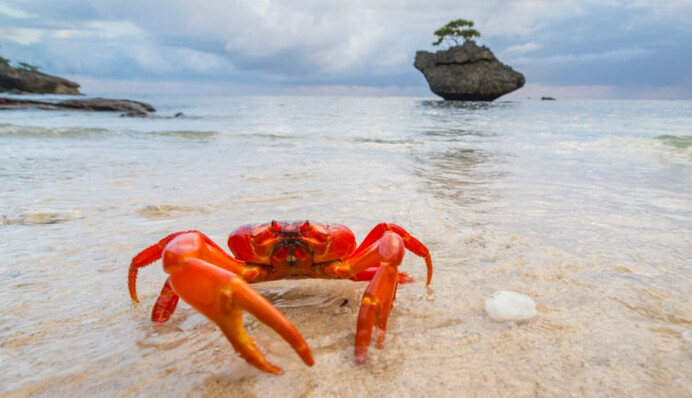Остров в Австралии покраснел от миллионов крабов, которые отправились к океану: впечатляющие фото