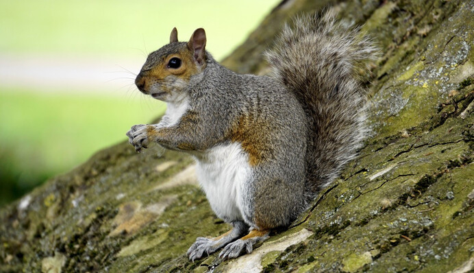 Белка-обжора влезла в кормушку для птиц и застряла. Просто кто-то слишком много ест