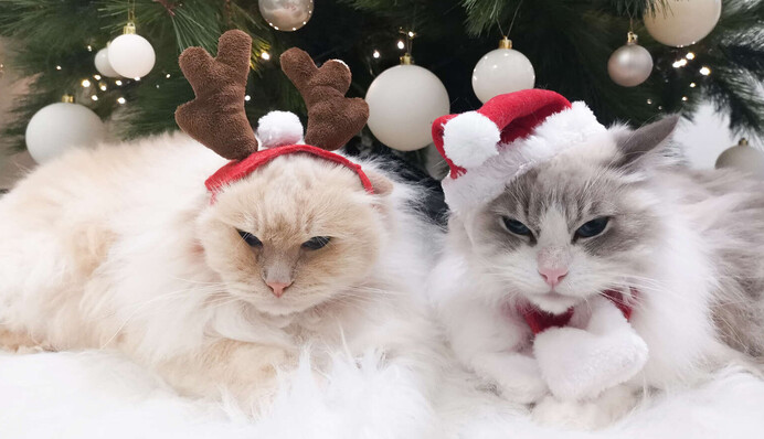 Женщина нашла забавный способ защитить новогоднюю елку от кота - сработало безотказно