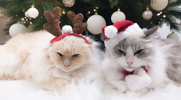 Жінка знайшла кумедний спосіб захистити новорічну ялинку від кота - спрацювало безвідмовно