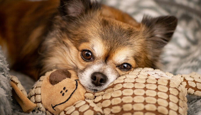 Сумний пес не хотів відпускати господарку на роботу, і вираз його мордочки заслуговує на 