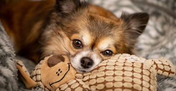 Грустный пес не хотел отпускать хозяйку на работу, и выражение его мордочки заслуживает 