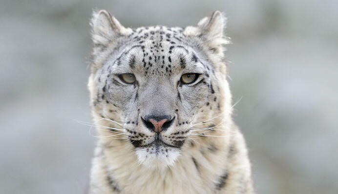 Снежный барс на скалах проявил чудеса маскировки - попробуйте найти его на фото за 5 секунд