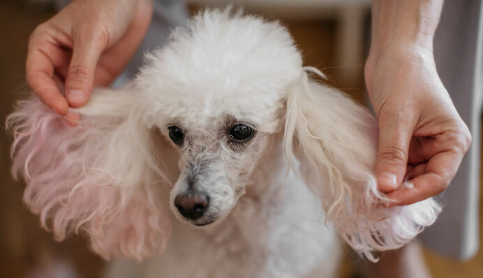 Грумер превращает собак в жирафов, зебр и единорогов - с такими прическами питомцев не узнать