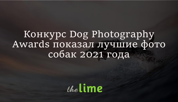 Конкурс фотографії собак показав переможців 2021 року - мопс та коллі виявилися найкращими моделями