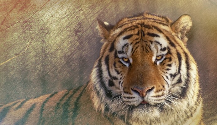 Символ какого животного заменит Быка в 2022 году и что о нем стоит знать