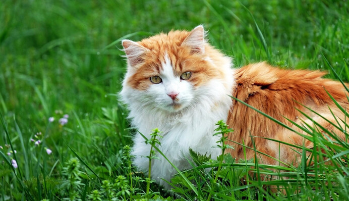 У США живе найстаріший кіт у світі – рудому красеню вже 26 років