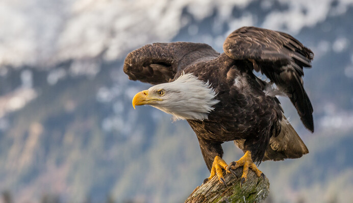Рибалка спіймав акулу, але витягти її з води завадив орел - весь улов дістався птаху
