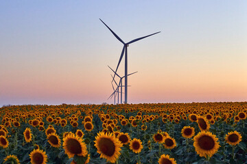 Ковід, тариф, мільярдні борги: що не так з вітровою енергетикою в Україні