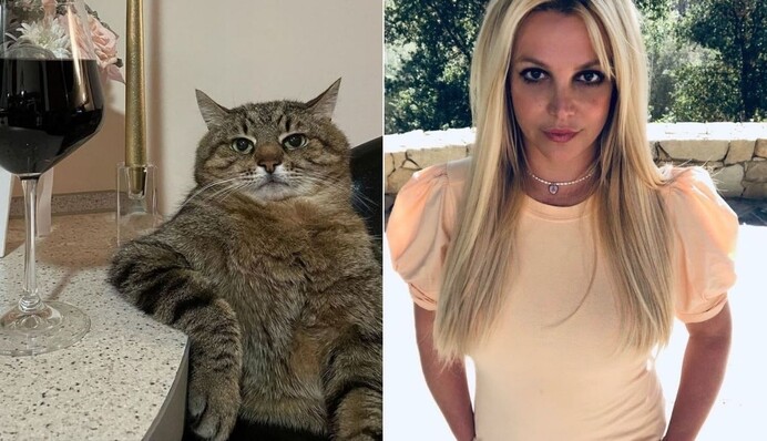 Популярный украинский кот появился в Instagram Бритни Спирс. Теперь Степан - мировая звезда